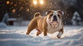 English Bulldog Running Through Fresh Winter Snow with Bokeh Lights Effect Royalty Free Stock Photo