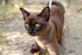 Playful Burma cat wearing harness in summer park. Portrait of young brown cat, kitten with leash playing in backyard