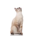 Playful burmese cat sits with paw raised and looks up