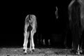 Horse foal butt in black and white Royalty Free Stock Photo