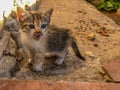 Playful calico tricolour kitten cat