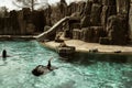 Playful California sea lions Zalophus californianus in the pond of Berlin Zoo Zoological garden. Seal is swimming in blue