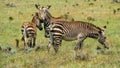 Playful Cape Mountain Zebras