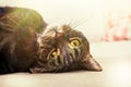 Playful cat, beautiful home pet Royalty Free Stock Photo