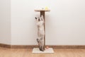 playful cat climbing on scratching post Royalty Free Stock Photo