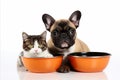 Playful cat and dog with food bowl on white background, perfect for text placement and messaging