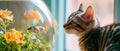 A Playful Cat Eagerly Watches A Fish Swimming In A Bowl