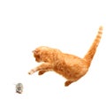 Playful cat hunts a mouse - isolated Royalty Free Stock Photo