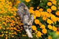 Playful cat jumping over yellow tagetes flowers Royalty Free Stock Photo