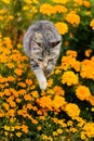 Playful cat jumping over yellow tagetes flowers Royalty Free Stock Photo