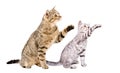 Playful cat and kitten Scottish Straight sitting together Royalty Free Stock Photo