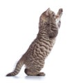 Playful cat kitten sitting on hind legs and looking up. isolated on white background Royalty Free Stock Photo