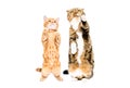 Playful cat and kitten standing together on hind legs Royalty Free Stock Photo