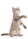 Playful cat kitten standing on its hind legs with paw up, isolated on white background Royalty Free Stock Photo