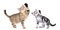 Playful cat and kittens Scottish Straight standing together with raised paws Royalty Free Stock Photo