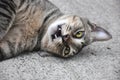 Playful Cat Lying on Ground