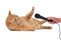 Playful Cat with Microphone