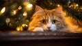 Playful cat peeks out from behind a lush Christmas tree. Xmas related scene