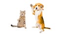 Playful cat Scottish Straight and Beagle dog Royalty Free Stock Photo