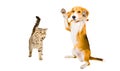 Playful cat Scottish Straight and Beagle dog standing together Royalty Free Stock Photo