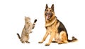 Playful cat Scottish Straight and German Shepherd dog Royalty Free Stock Photo