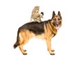 Playful cat Scottish Straight standing on German shepherd Royalty Free Stock Photo