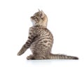 Playful cat sitting on hind legs and looking forward. Isolated on white background Royalty Free Stock Photo