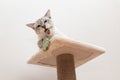 playful cat playing with toy mouse Royalty Free Stock Photo