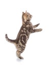 Playful cat standing on hind legs, isolated on white background Royalty Free Stock Photo