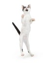 Playful Cat Standing Up on Hind Legs Royalty Free Stock Photo