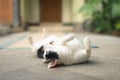 Playful cat turning face up and play with itself. Kitty lying on pavement with house background Royalty Free Stock Photo
