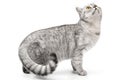 Playful cat walking and funny hunts isolated on white background. Scottish or British Shorthair grey tabby cat Royalty Free Stock Photo