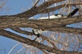 Playful Cat in Willow Tree Royalty Free Stock Photo
