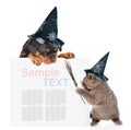 Playful cat with witches broom stick and rottweiler puppy with hats for halloween peeking from behind empty board. isolated