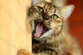 Playful Cat Yawn
