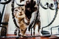 Playful cats on a beautiful vintage panes. Royalty Free Stock Photo