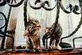 Playful cats on a beautiful vintage panes. Royalty Free Stock Photo