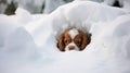 Playful cavalier king charles spaniel puppy enjoying snow day activities with cheerful playfulness Royalty Free Stock Photo