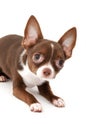 Playful Chocolate brown with white Chihuahua dog