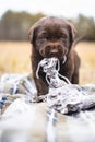 Playful Chocolate Lab Puppy Outdoors on Blanket Royalty Free Stock Photo