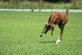 Playful Colt Royalty Free Stock Photo