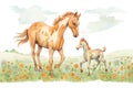 a playful colt and mother in a field of clover Royalty Free Stock Photo