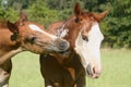 Playful Colts Royalty Free Stock Photo