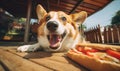 Playful corgi dog in a cafe setting, eagerly eyeing a tempting hot dog on a wooden table. Created AI tools