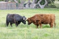 Miniature Scottish Highland cows friendly wrestling Royalty Free Stock Photo