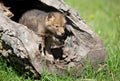 Playful coyote pup Royalty Free Stock Photo