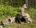 Playful Coyote Pups Royalty Free Stock Photo