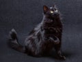 Playful and curious black cat on a dark background. Sitting and looking up with a raised paw