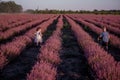 Playful cute boy girl are playing in rows of lavender purple field at sunset. Small couple. Allergy