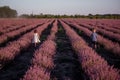 Playful cute boy girl are playing in rows of lavender purple field at sunset. Small couple. Allergy